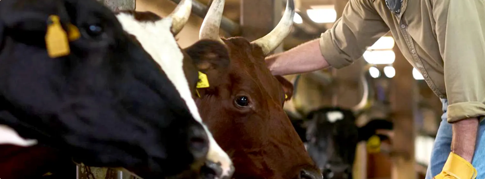 La Importancia del Buen Trato Animal en un Rancho