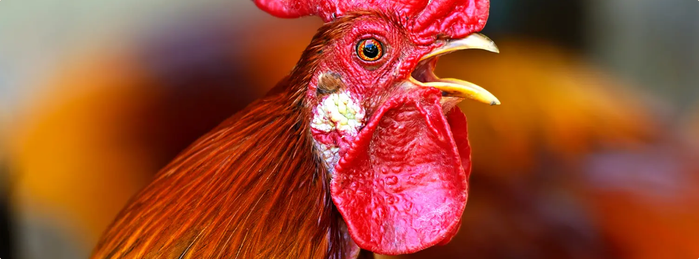 Criar gallos es cuidar una tradición