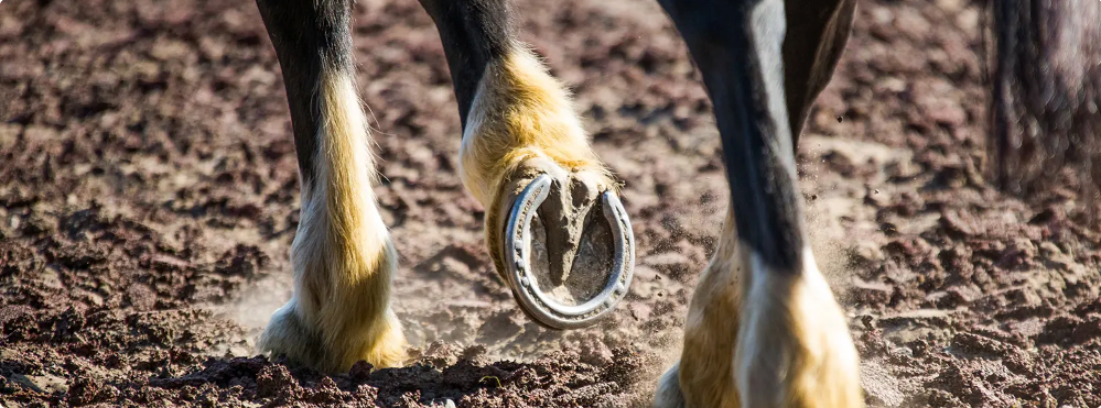 Vida Equina: Cuidado y bienestar de los cascos