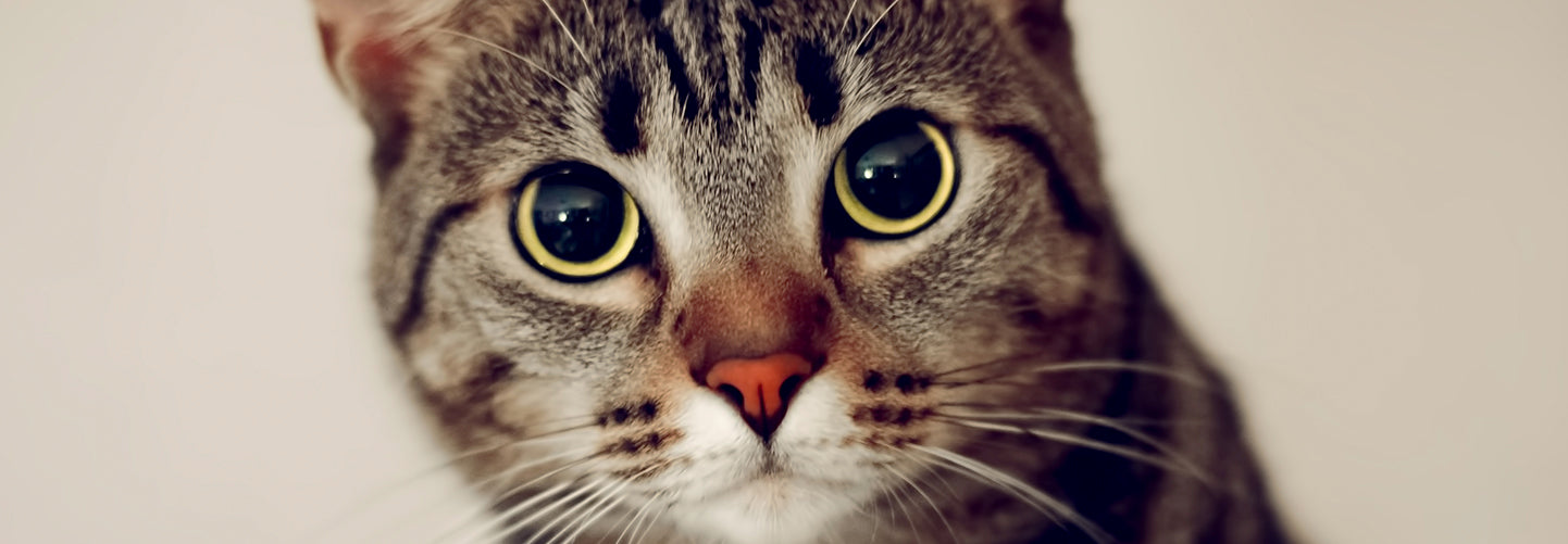 Gatos