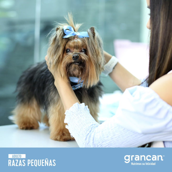 Grancan Adulto Razas Pequeñas