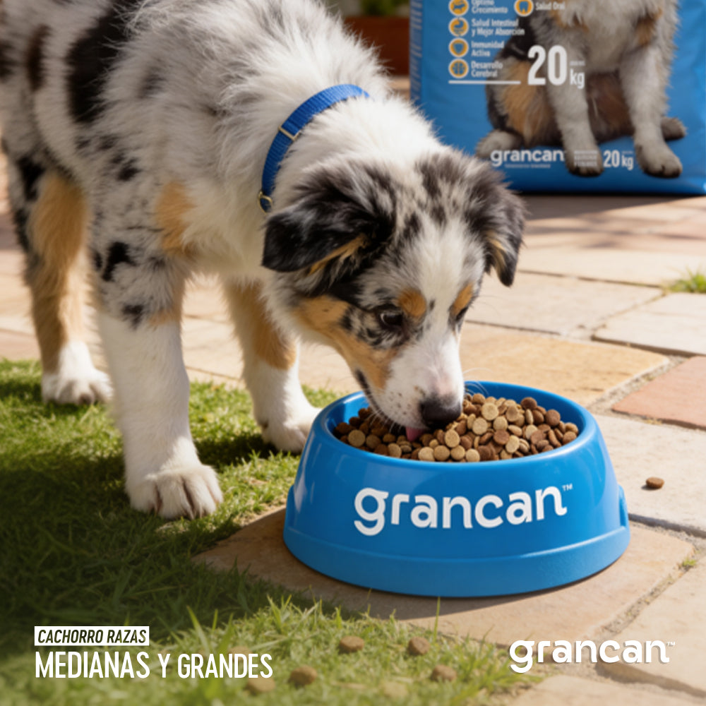 Grancan Cachorro Razas Medianas y Grandes