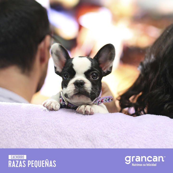 Grancan Cachorro Razas Pequeñas