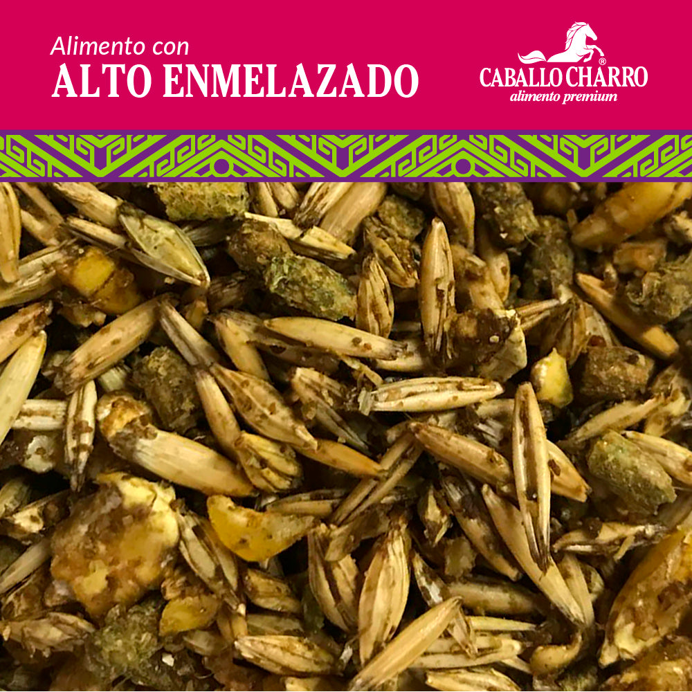 Caballo Charro Alto Enmelazado 25 kg