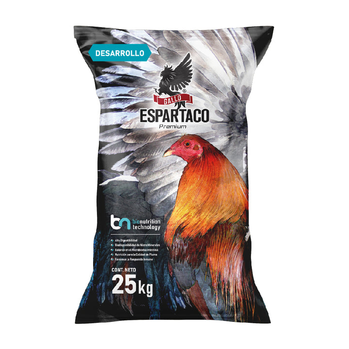 Gallo Espartaco Etapa Desarrollo