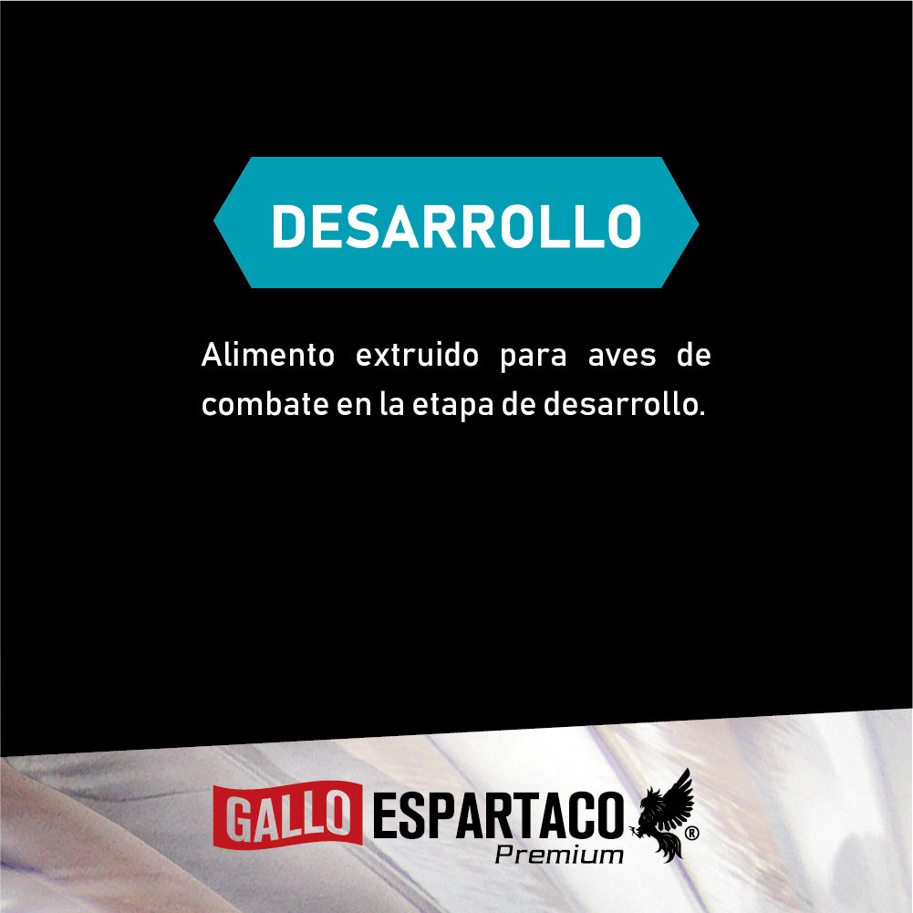 Gallo Espartaco Etapa Desarrollo