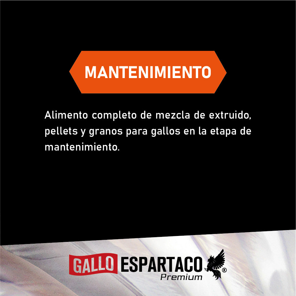 Gallo Espartaco Etapa Mantenimiento