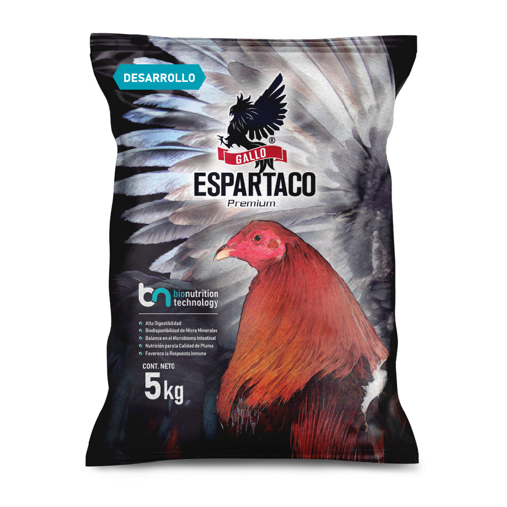 Gallo Espartaco Etapa Desarrollo