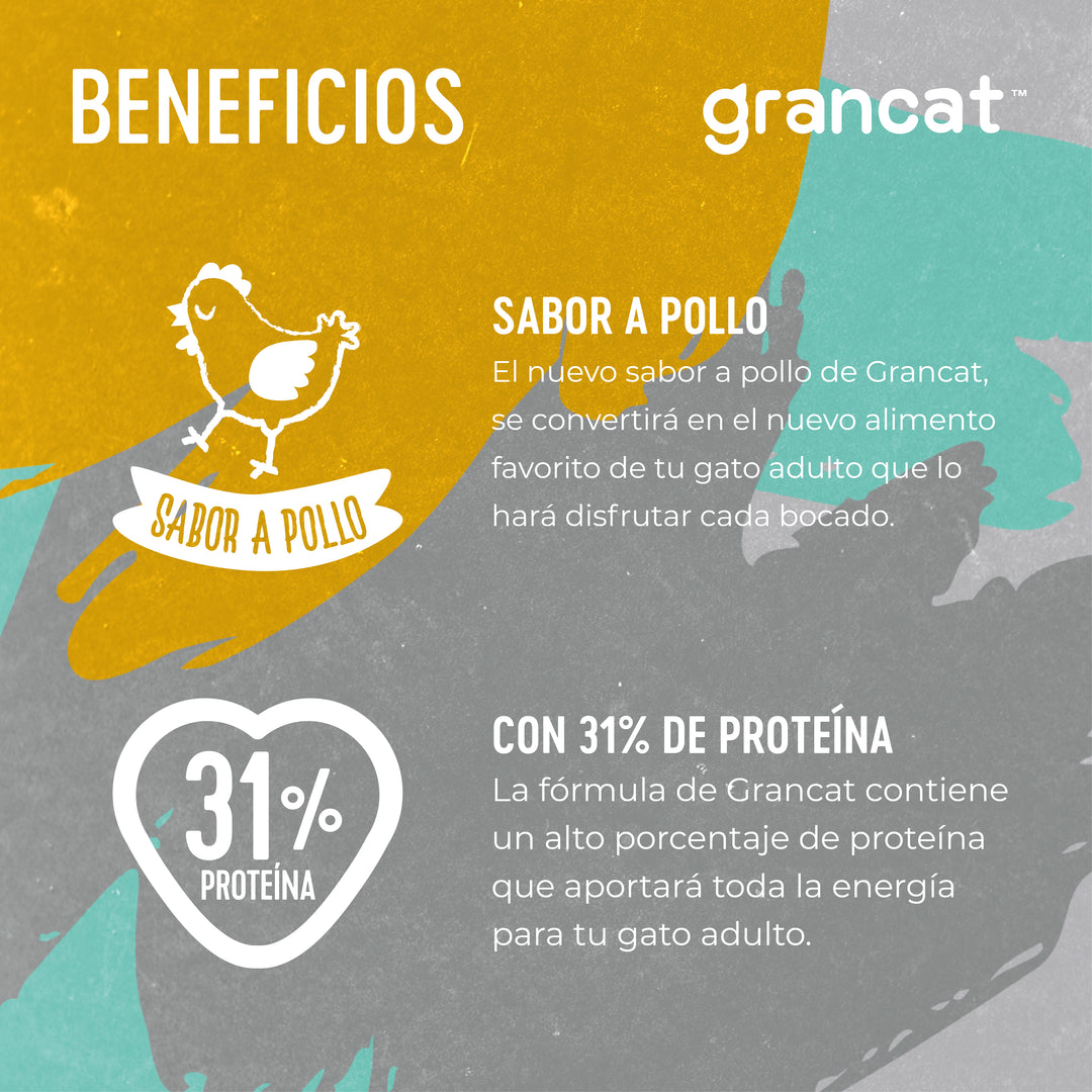 Grancat Adulto