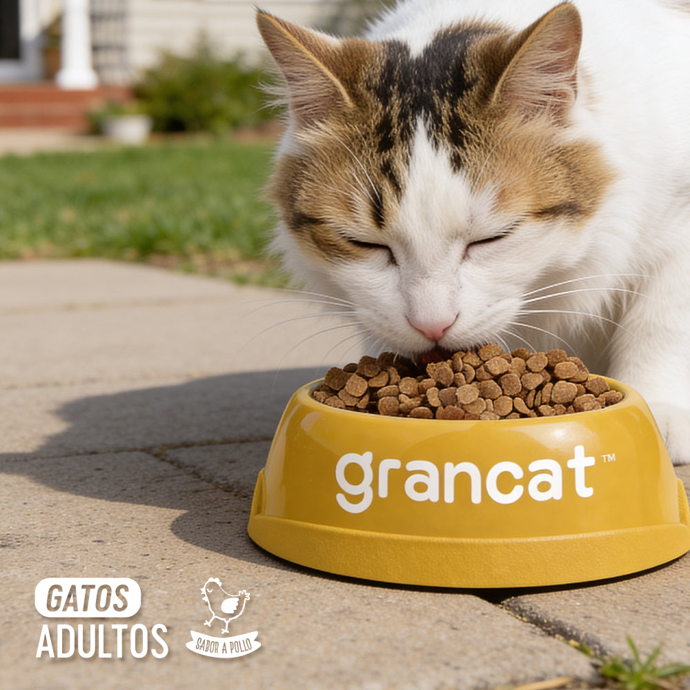 Grancat Adulto