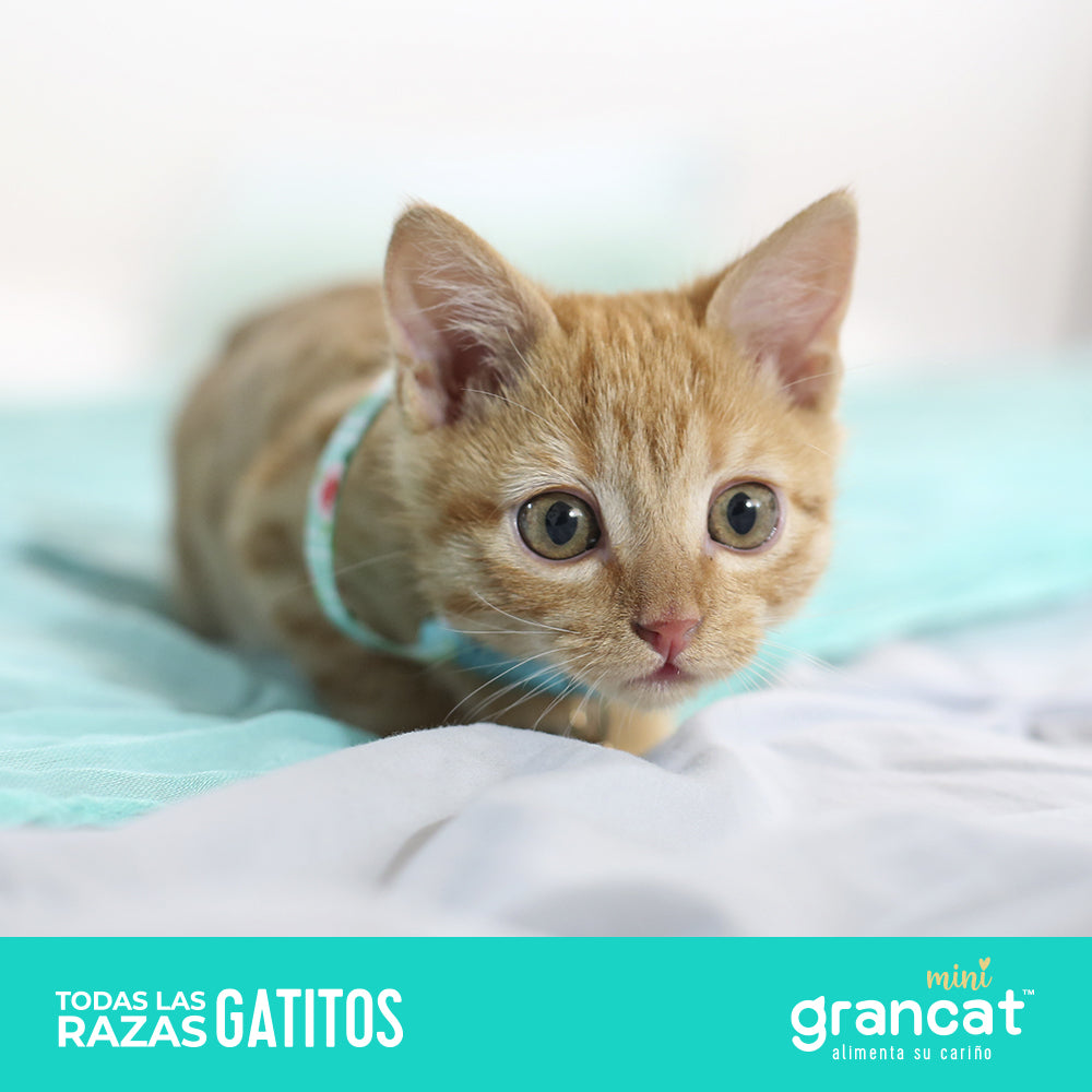 Grancat Mini 1.5 kg